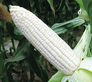 Ŵ