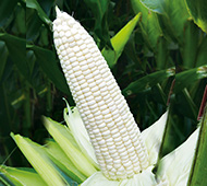 Ŵ