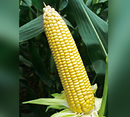 Ŵ